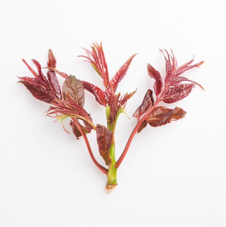 【产地直发】春芽·红头香椿/500g